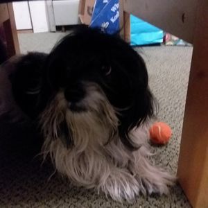 Meet your Posher, Miranda